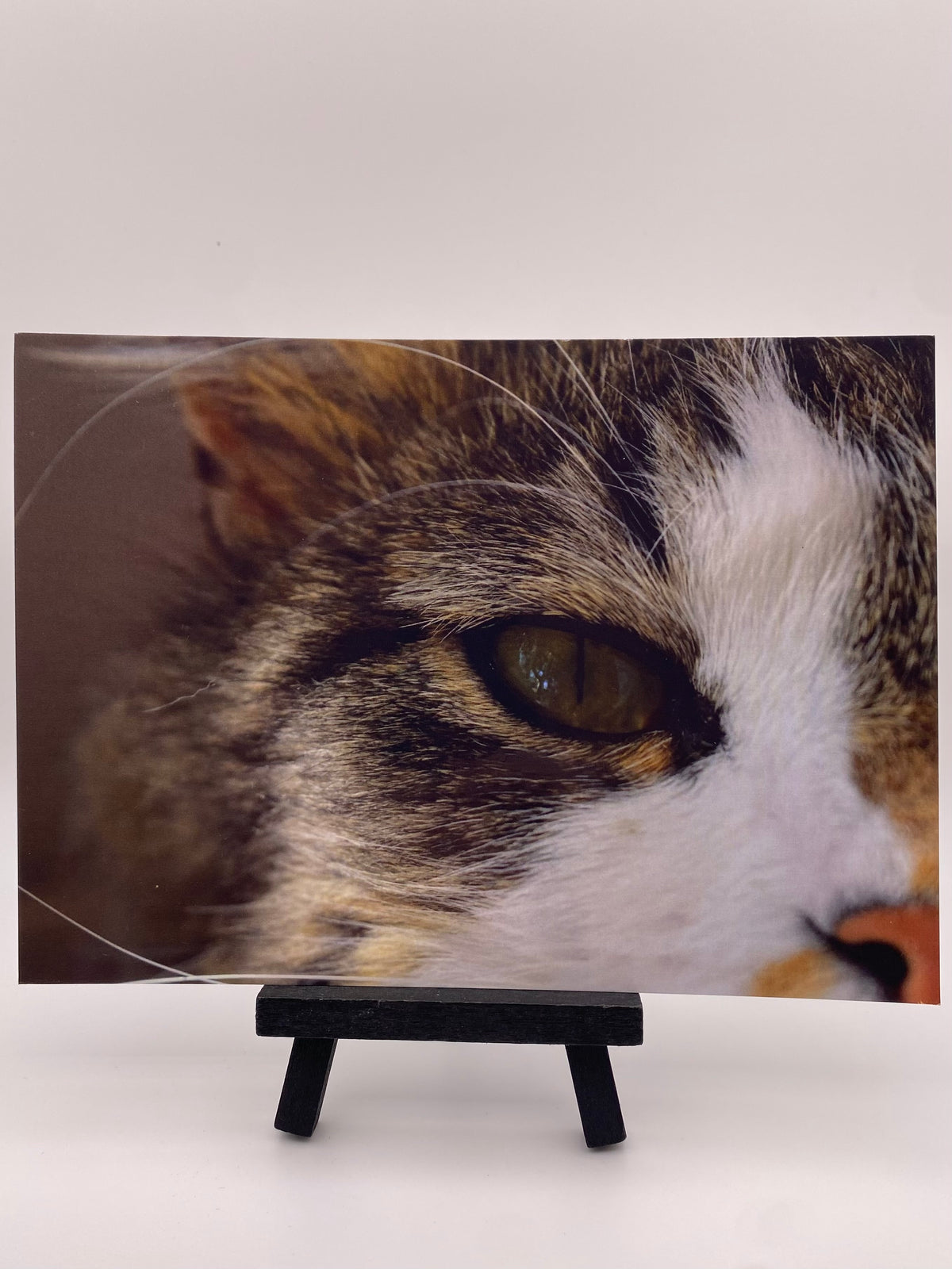 Sydney Schmitt - Cat Closeup (Postcard Print)