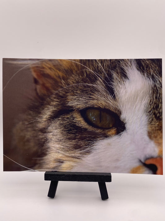 Sydney Schmitt - Cat Closeup (Postcard Print)